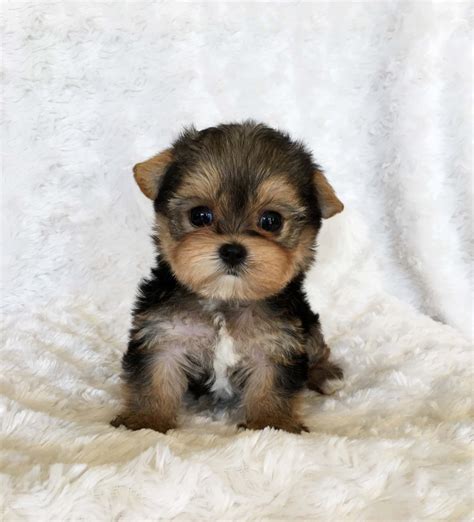 teacup yorkies for sale in va